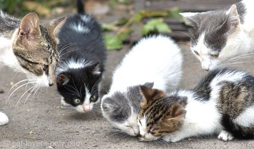 House cats having a meeting outdoors