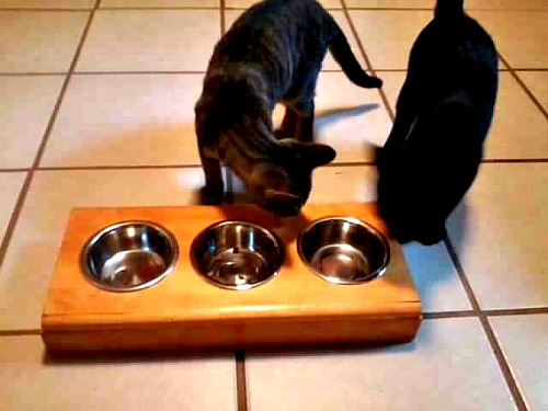 Pet bowl holder with stainless steel bowls