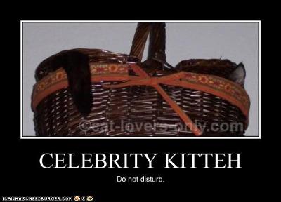 Celebrity Kitteh