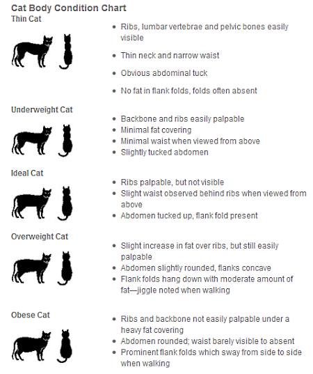 Cat Weight Chart