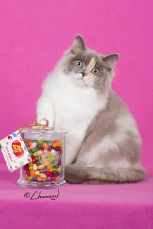 CH iCandy Jelly Belly