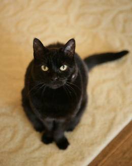 President George W. Bush's cat India at the White House