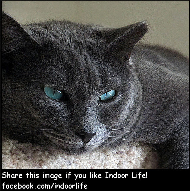 Indoor Life with Moonbeam