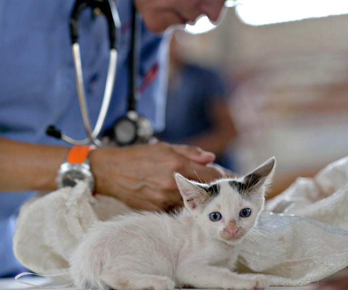 Kitten with veterinarian
