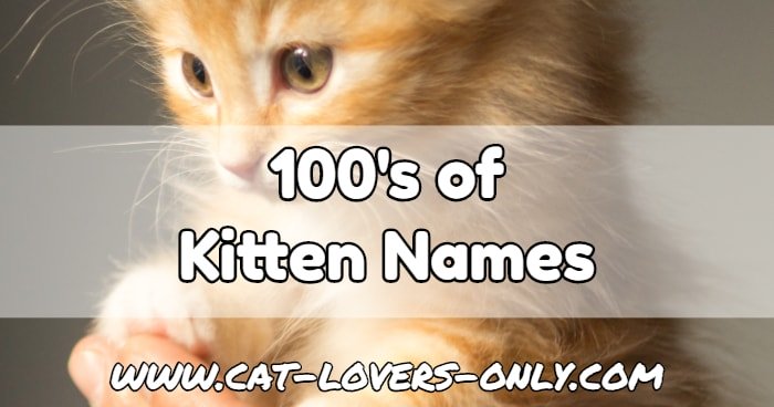 Orange kitten with text overlay 100's of Kitten Names