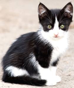 Tuxedo kitten outdoors