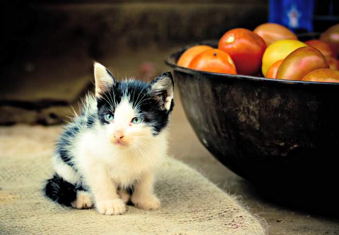 Kitten with tomatoes