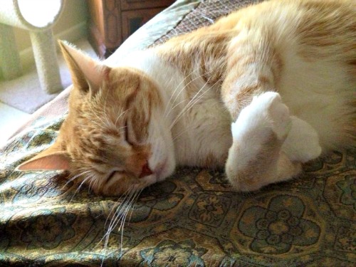 Kylee Beth the tabby snores