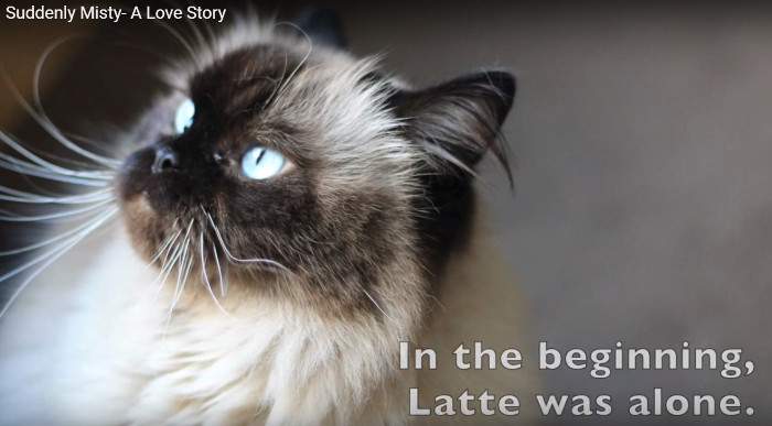 Latte the Himalayan