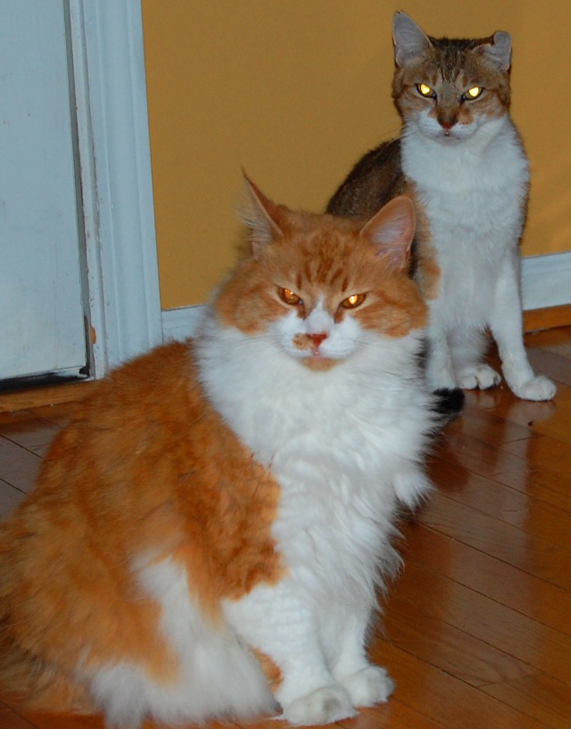 Lily the ginger tabby and white in foreground