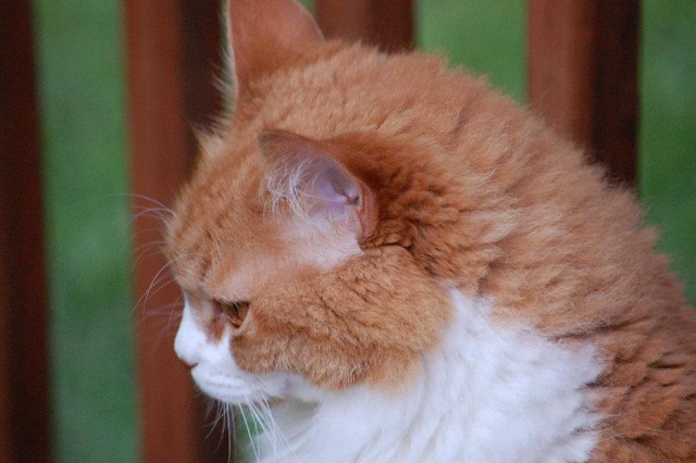 Side view of Lily's head