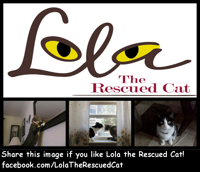 Lola the Rescued Cat