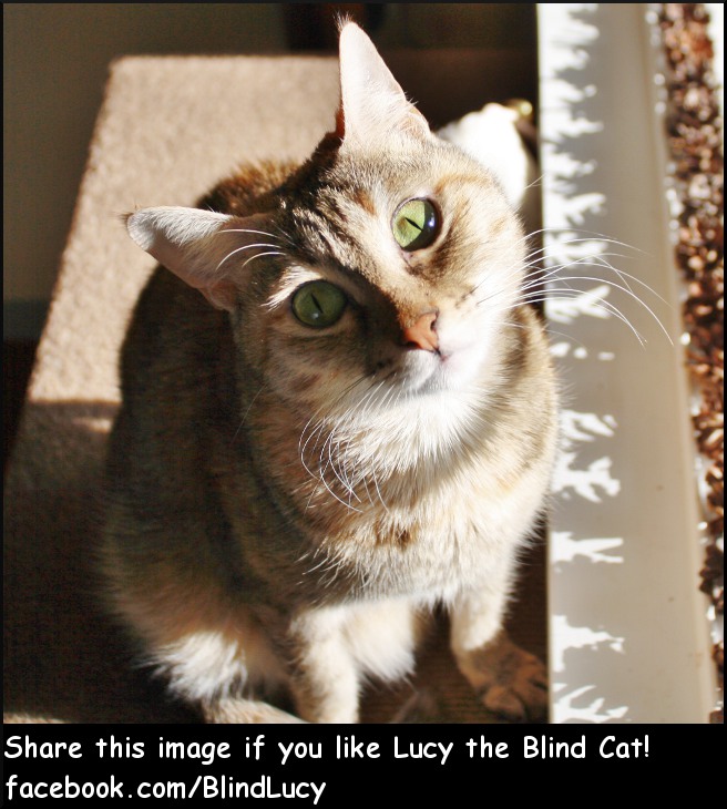 Lucy the Blind Cat