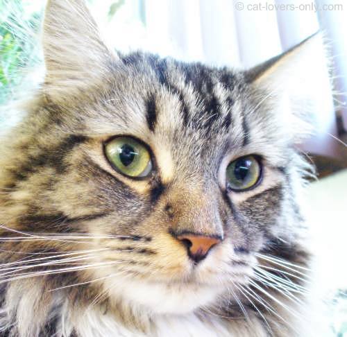 Maine Coon cat face with tabby markings