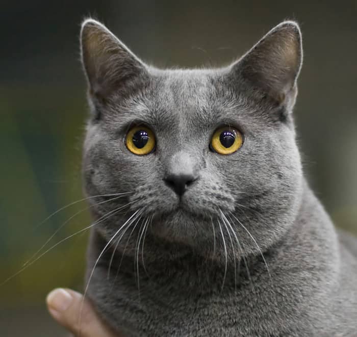 Male Chartreux cat