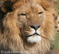 male lion head shot