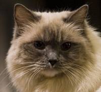 Matilda the Ragdoll Cat Face Close Up NYC