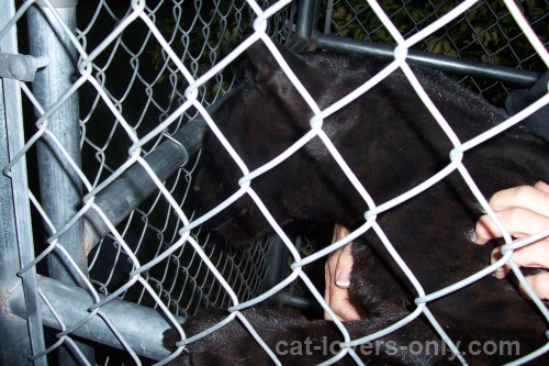 Melanistic leopard at Panther Ridge Conservation Center