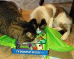 Meow Box investigators