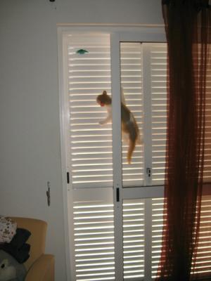 Spider-cat in training - She loves doing this :)