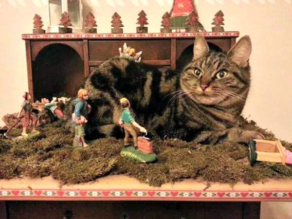 Minnie the tabby in the nativity scene