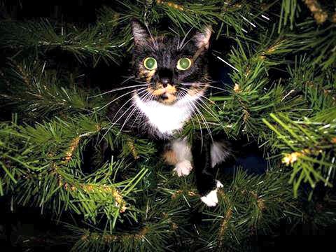 Miss Aurora in the Christmas tree