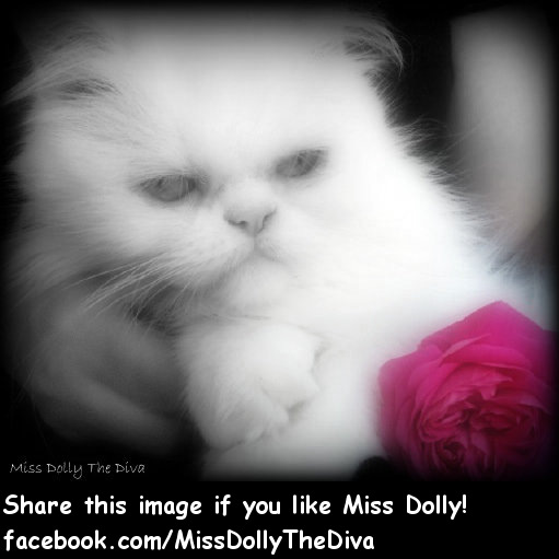 Miss Dolly the Diva
