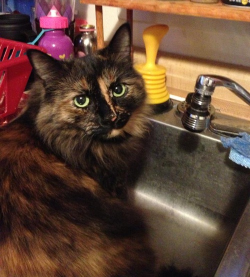 Tortoiseshell cat Mollie Mae in the kitchen sink