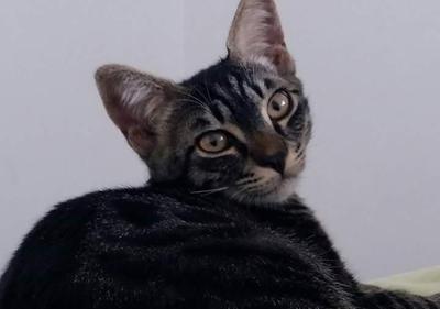 destructive male cat