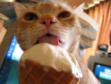 Orange tabby Puss cat at his cutest eating an ice cream cone