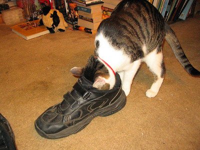 Odor eater tabby likes shoes