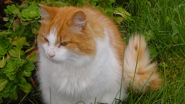 Orange and white Norwegian Forest Cat