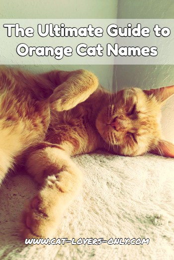 Jazzy the ginger cat with text The Ultimate Guide to Orange Cat Names