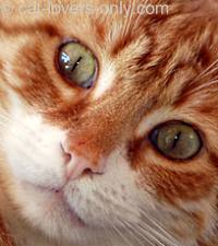 Orange tabby and white face