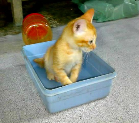 Orange tabby kitten in a plastic box