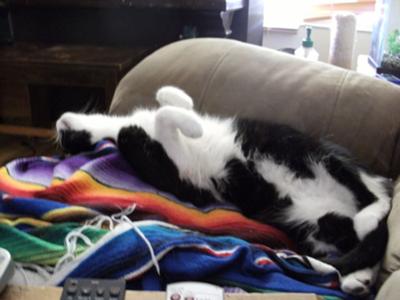 Oreo the Tuxedo Cat