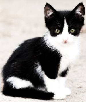 Outdoor tuxedo kitten