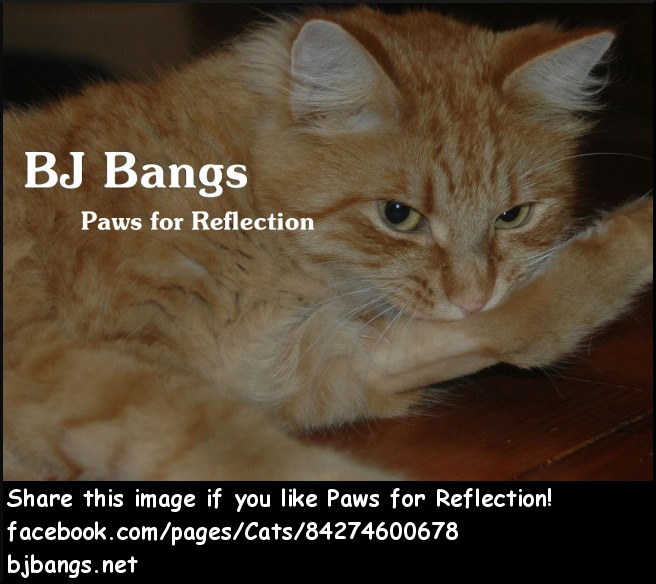 Paws for Reflection