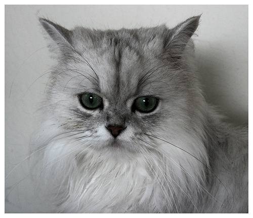 Persian cat face