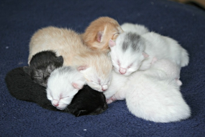 Pile of kittens