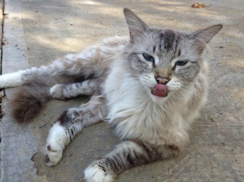 Pinky, a tabby cat