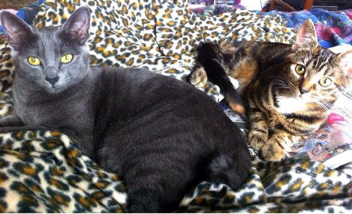 Pixie and Angel