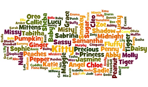 Popular female cat names word cloud