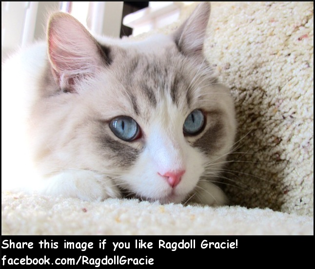 Ragdoll Gracie