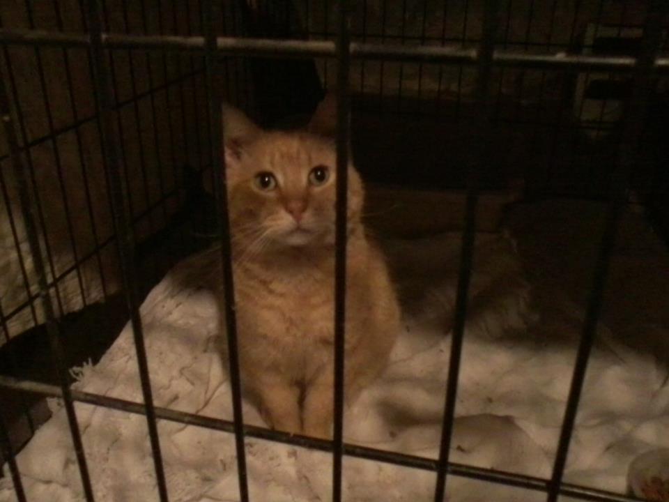 Red-Red, an FIV positive feral cat