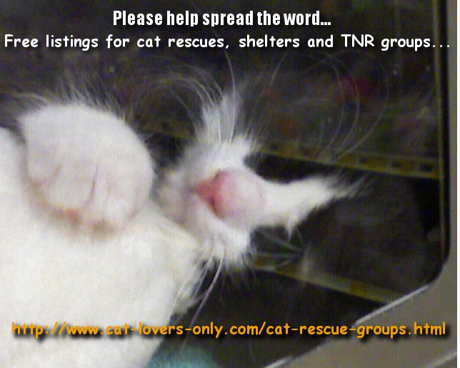 Rescue tuxedo cat awaiting adoption
