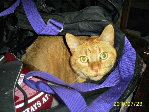 Rusty the traveling cat