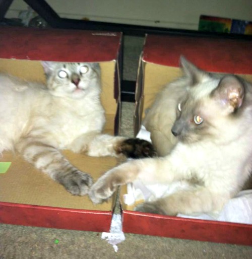 Siamese cats in a box