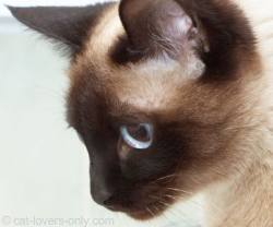 Siamese kitten looking at new automatic litter box