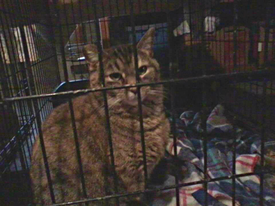 Sissy, the feral cat